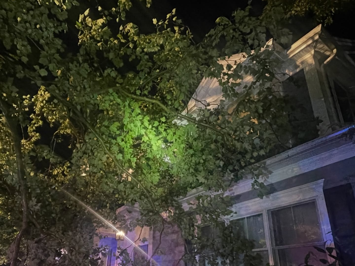 Wyckoff tree vs house