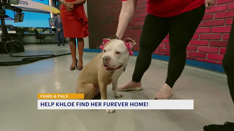 Story image: Paws and Pals: Calm Khloe is ready for her furever family