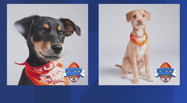 puppybowl