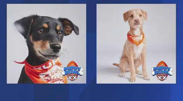 puppybowl
