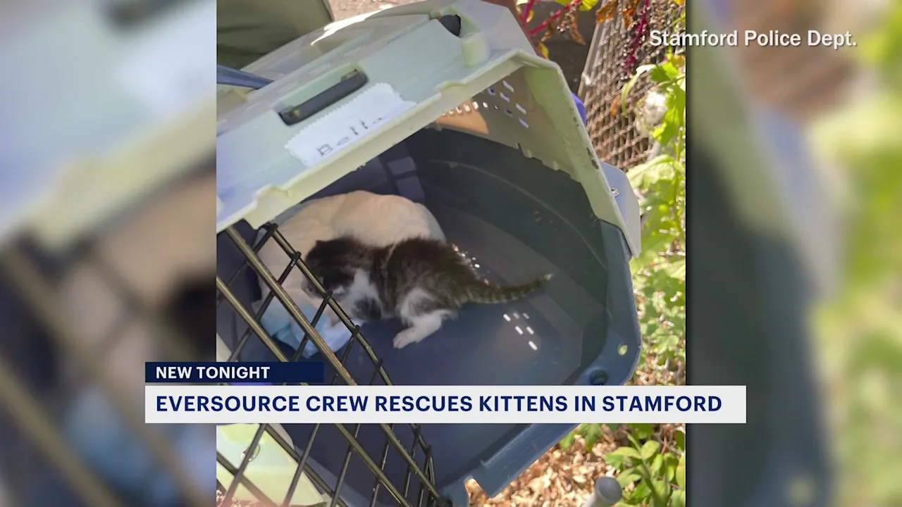 stamfordkittens104_2023-10-04-22-10-02