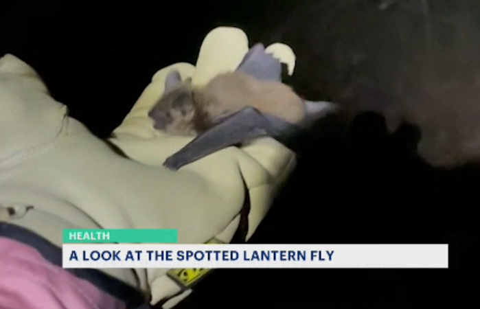 Story image: Bats are feasting on invasive spotted lanternflies, Rutgers researcher says