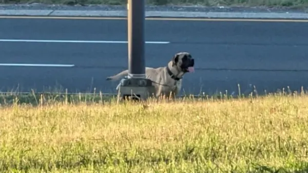 Police: Dog found tied to light pole on Southern State Parkway 