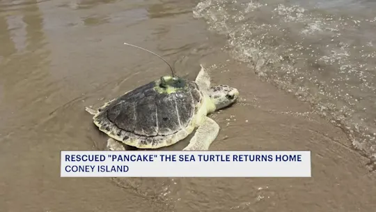 rescuedturtlereturnstoseaCM_2026-07-23-17-56-57