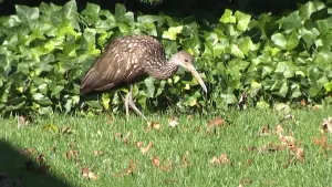 Limpkin bird spotted in Wall Township; a rare sighting in New Jersey