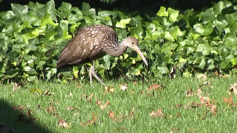 Story image: Limpkin bird spotted in Wall Township; a rare sighting in New Jersey