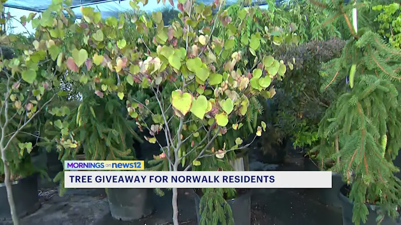 Story image: Norwalk Tree Alliance and Courville Nurseries giving out free shade trees