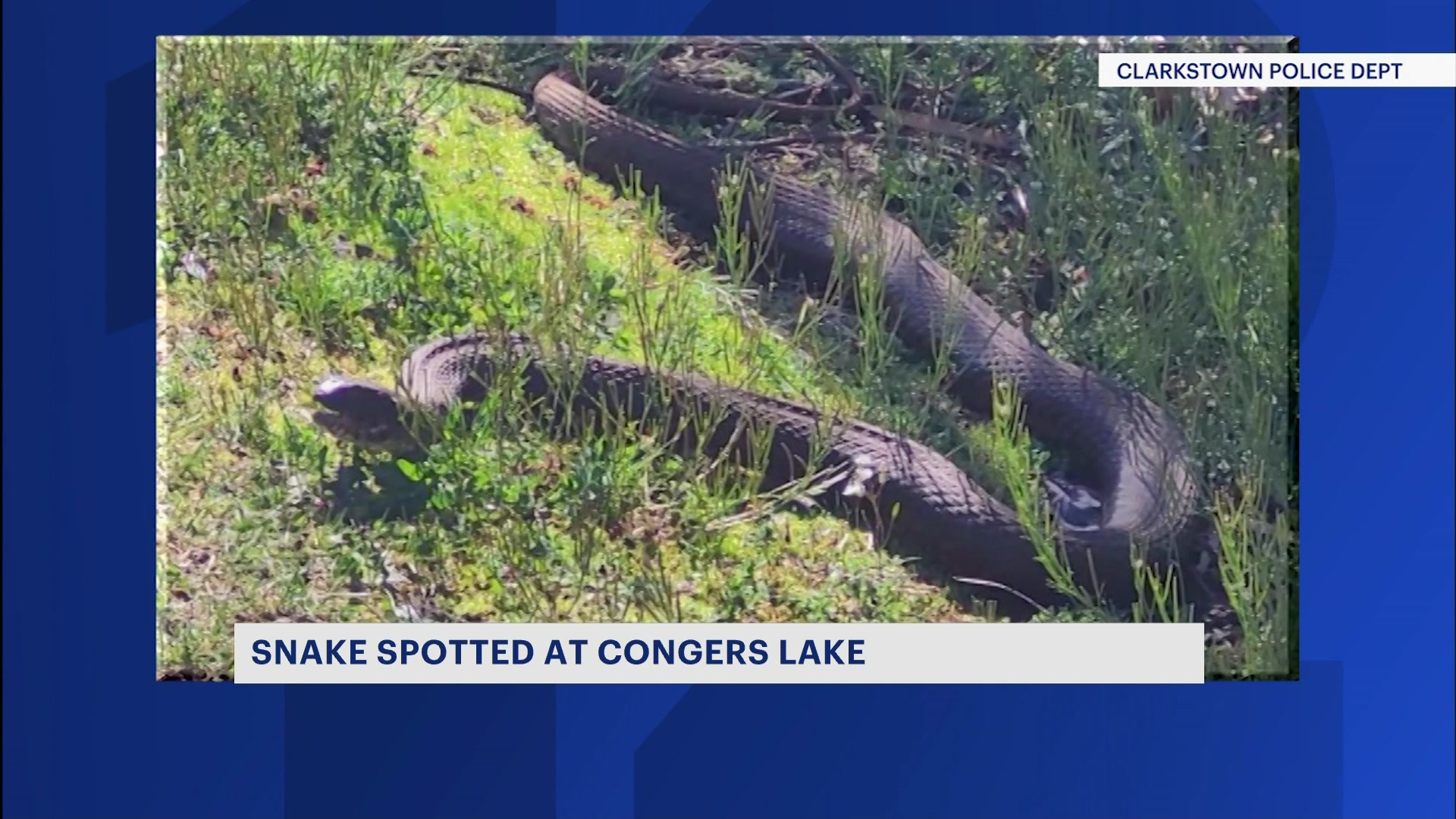 News 12 | New Jersey | Large Black Snake Slithers Around Congers Lake