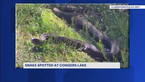 Large black snake slithers around Congers Lake 