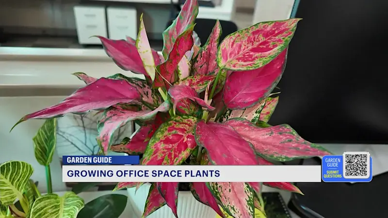 Story image: Green Your Cubicle: The 5 Best Office Plants That Thrive Under Fluorescent Lights
