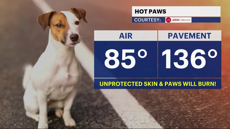 Story image: Veterinarian gives tips on how to keep your furry friends safe during hot weather