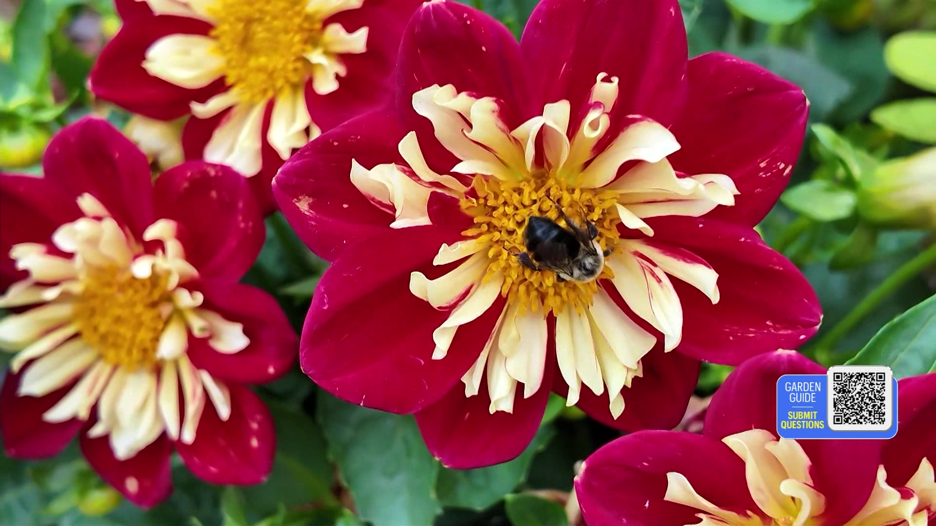 617GARDENGUIDE_2026-06-17-05-52-35