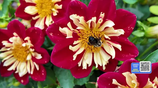 617GARDENGUIDE_2026-06-17-05-52-35
