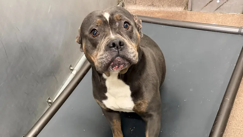 animal_shelter-Wilma_11.jpeg