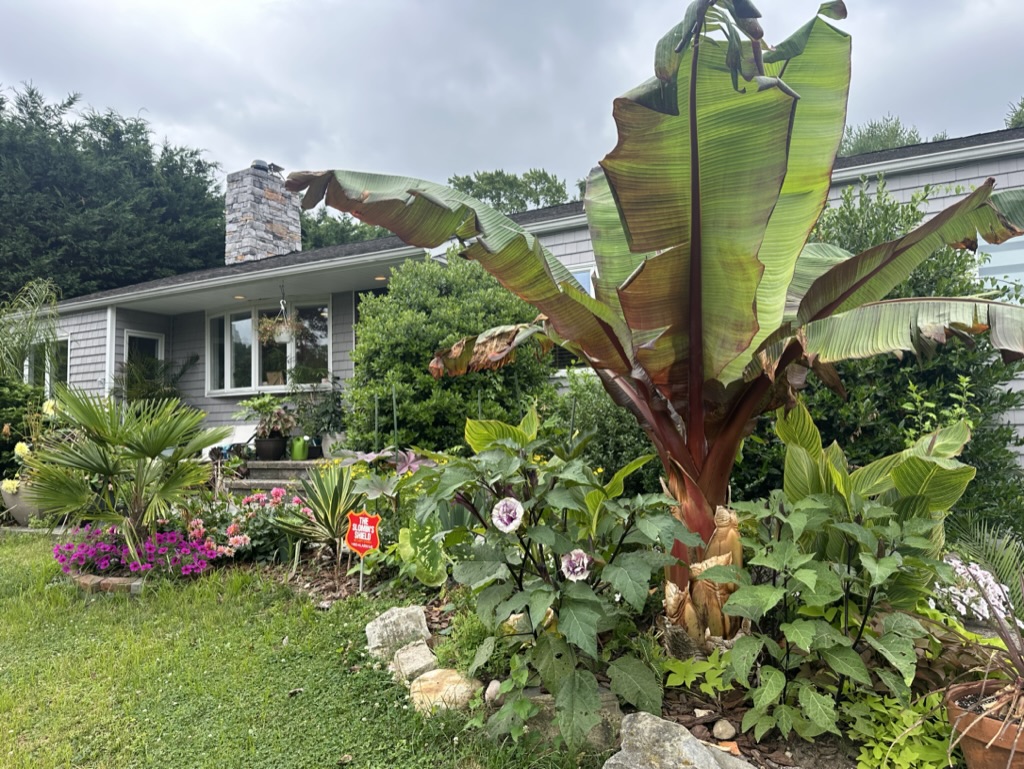 tall plants behind small plants.jpeg