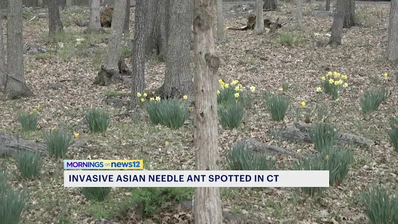 Story image: Invasive Asian needle ant raises alarm in Connecticut