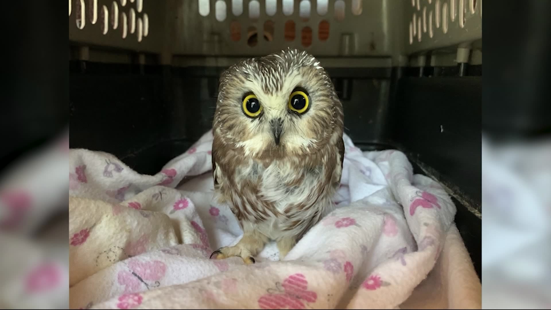 Owl found inside Rockefeller Center Christmas tree in good condition
