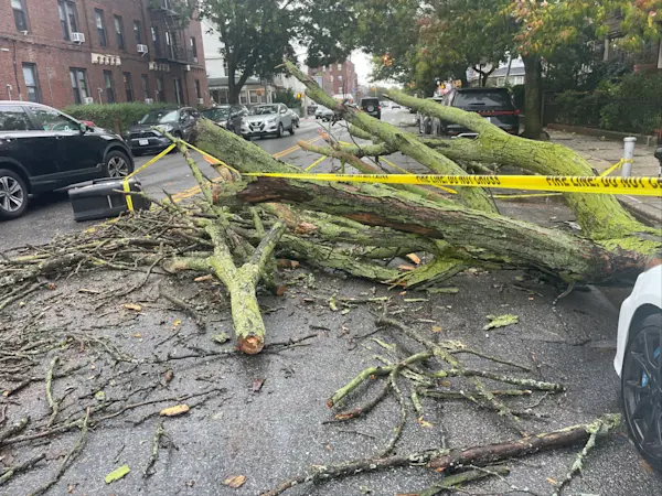 Story image: Downed trees, wind and rain batter Brooklyn as coastal storm moves through