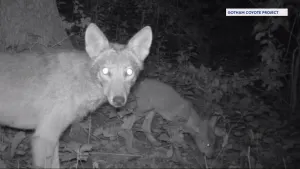 Wildlife experts: Coyote spottings on the up in the Bronx
