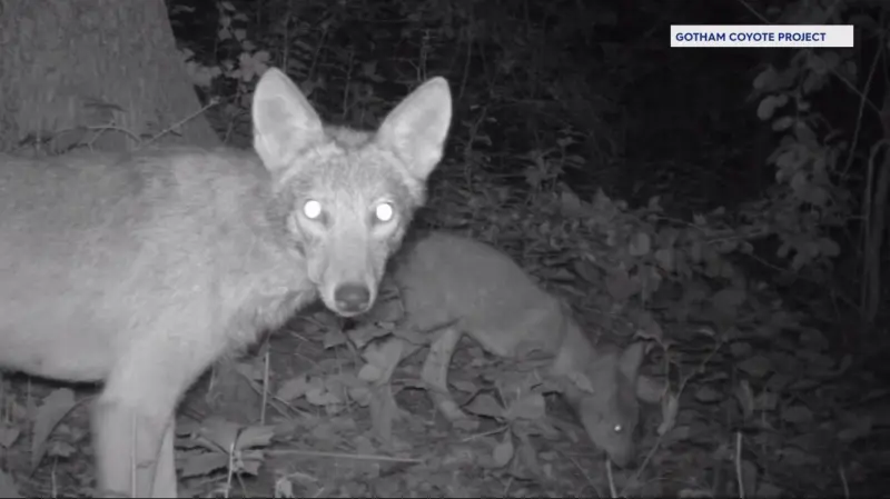 Story image: Wildlife experts: Coyote spottings on the up in the Bronx