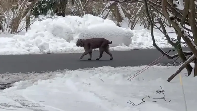 Story image: Bobcat sighting in Stamford prompts safety message from animal expert