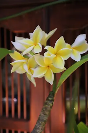 Story image: Garden Guide: How to grow plumeria up north