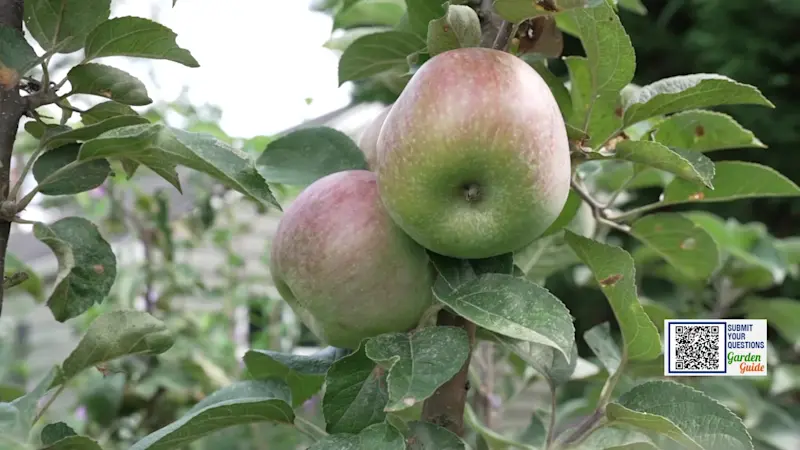 Story image: Garden Guide: How to prune your fruit trees for a great summer harvest!