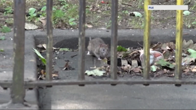 Story image: Council members making a push for rat birth control