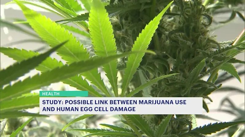 Story image: Study links marijuana use to higher risk of infertility, miscarriages and genetic defects 
