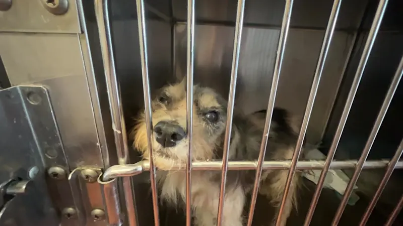 Story image: Homeowner speaks after dozens of dogs rescued from 'deplorable conditions' in Bay Shore home