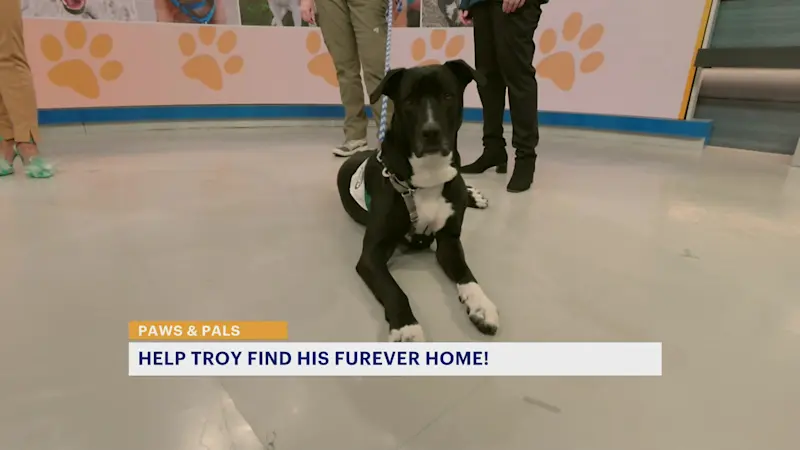 Story image: Paws and Pals: Troy will be your biggest fan