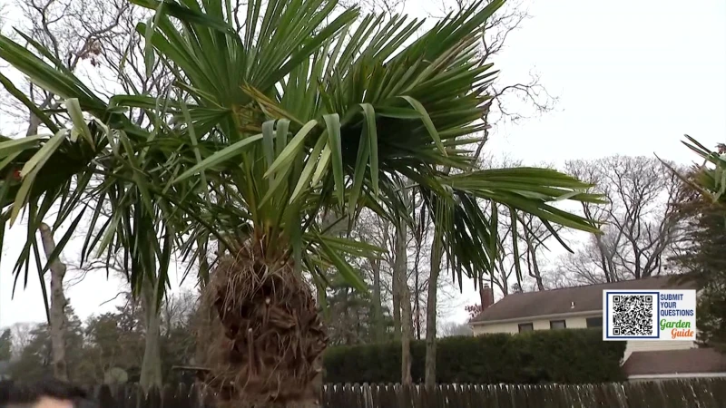 Story image: Garden Guide: Five cold hardy palm trees