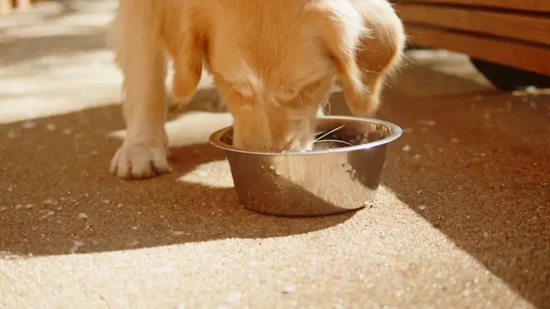 Story image: be Well: Keeping your pets hydrated