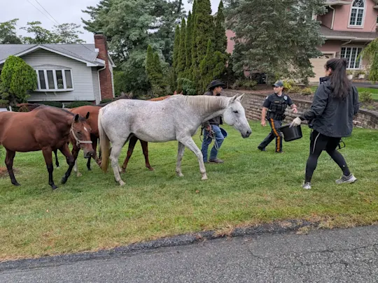 Horses on the loose