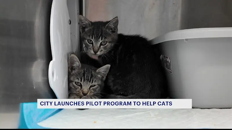 Story image: NYC Council allocates funding to help 'paw'-pulation issues