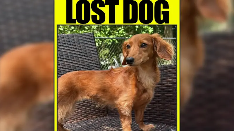 Story image: Officials warn of 'lost pet scams' as Valhalla family searches for missing dog