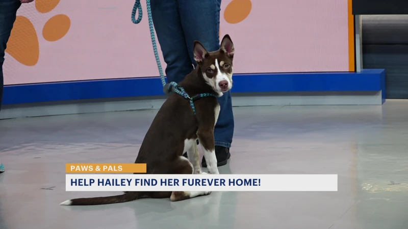 Story image: Paws & Pals: 4-month-old Hailey looking for 'furever' home