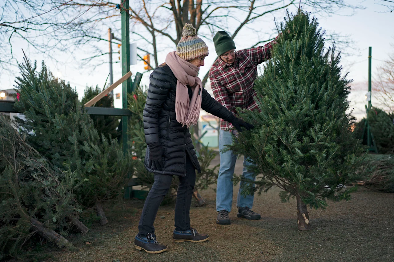 christmas trees