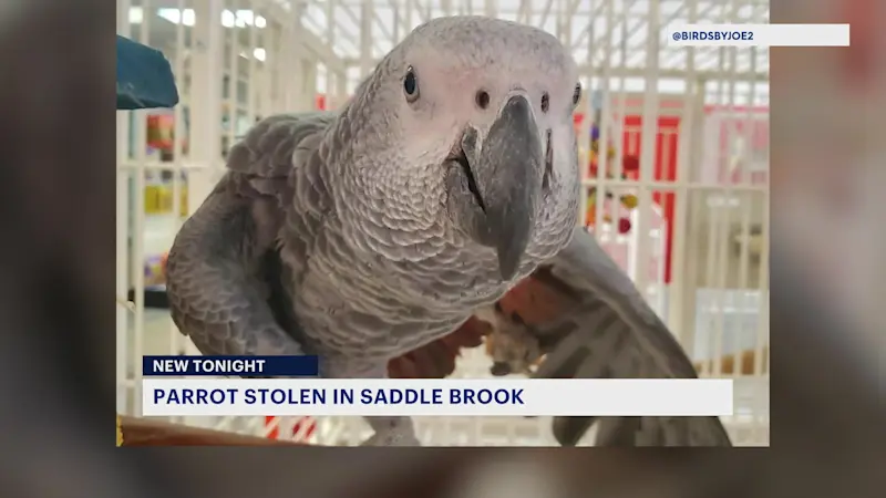 Story image: Saddle Brook police investigate stolen parrot worth nearly $7,000