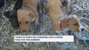 Town of Babylon lowers dog licensing fees for the summer
