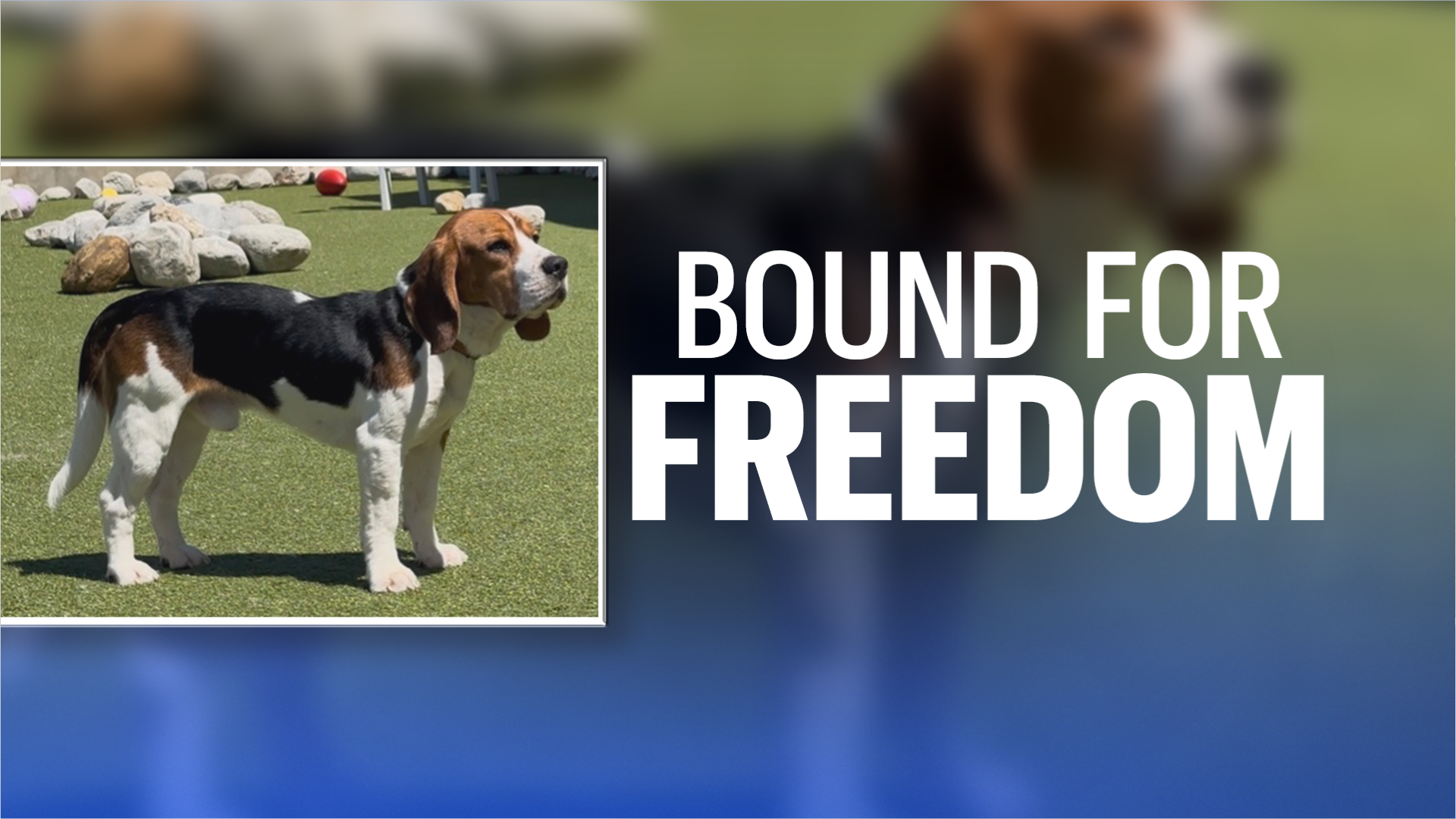 BEAGLES RESCUED