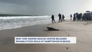 2 seals released into waters at Tiana Beach in Hampton Bays
