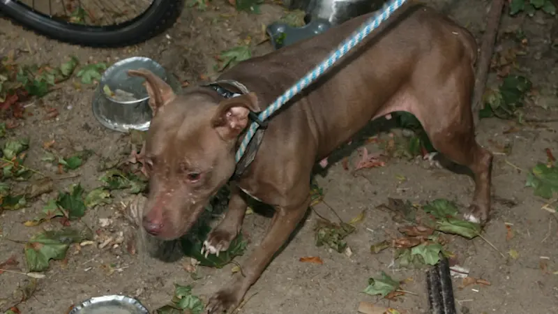 Story image: Man gets 6 months behind bars for breeding, selling pit bulls for dogfighting