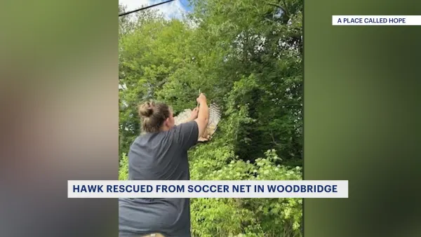 Hawk tangled in soccer net rescued in Woodbridge