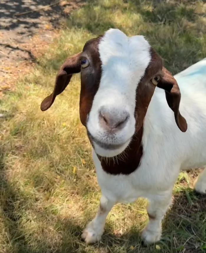 Goat 4.png