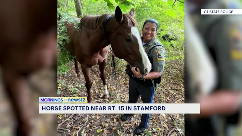 Story image: Troopers rescue horse found wandering near Route 15
