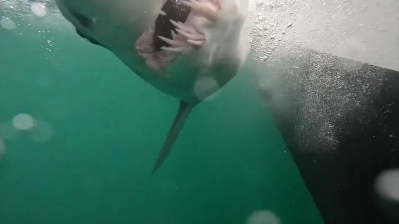 Story image: Teens take to the seas to tag, study sharks off Montauk coastline at unique camp