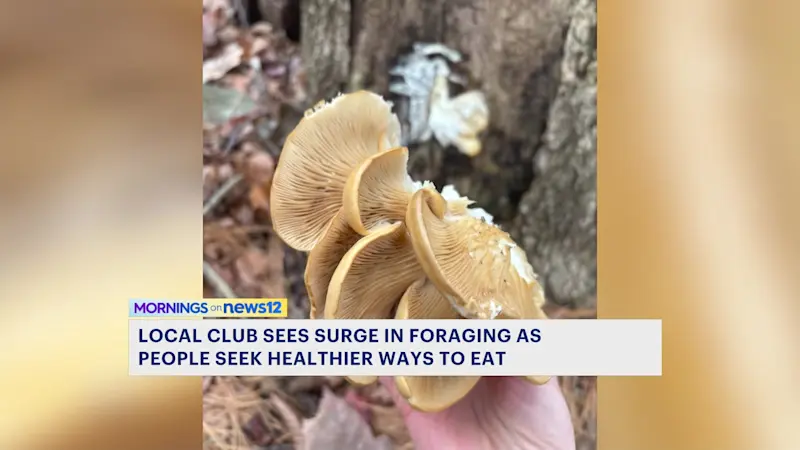 Story image: Connecticut Foraging Club says more people are finding healthier ways to eat