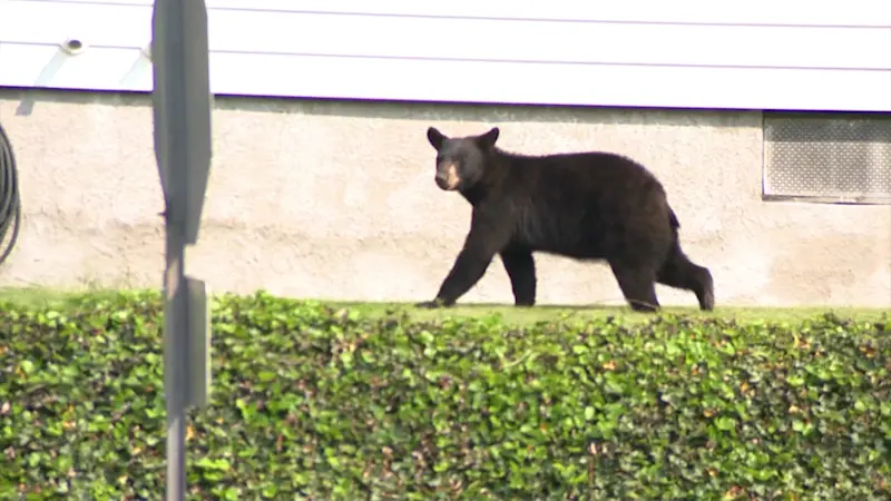 Story image: Officials: Bear spotted in West Harrison taken away by police