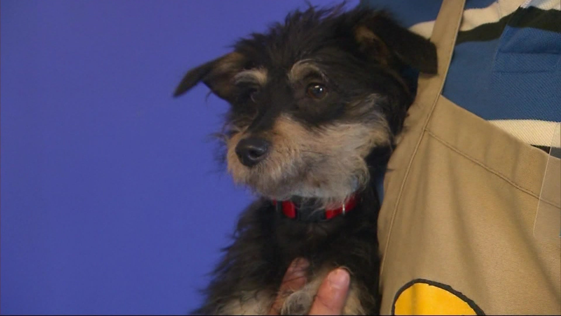 Top dog names of 2024 revealed: Charlie, Luna, and more